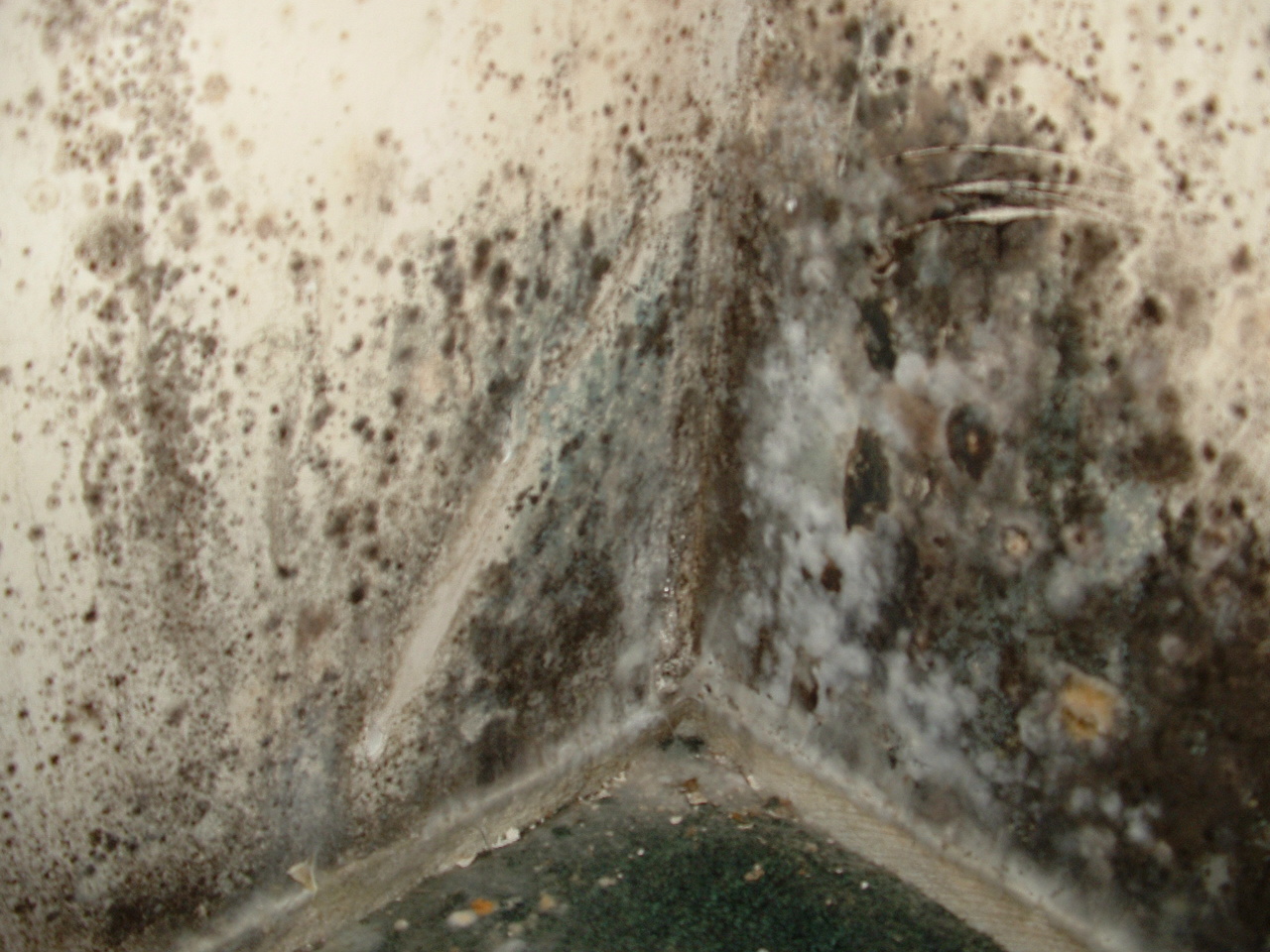 How do you clean up mold in your house?